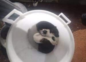 San Rufo, abbandonati una cagnolina e sei cuccioli: la denuncia del vice sindaco