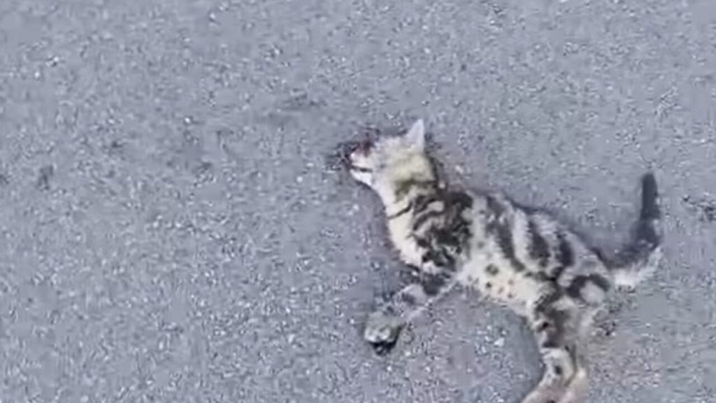 gattino investito coperchia appello sindaco pellezzano