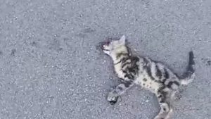 gattino investito coperchia appello sindaco pellezzano