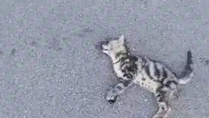 gattino investito coperchia appello sindaco pellezzano
