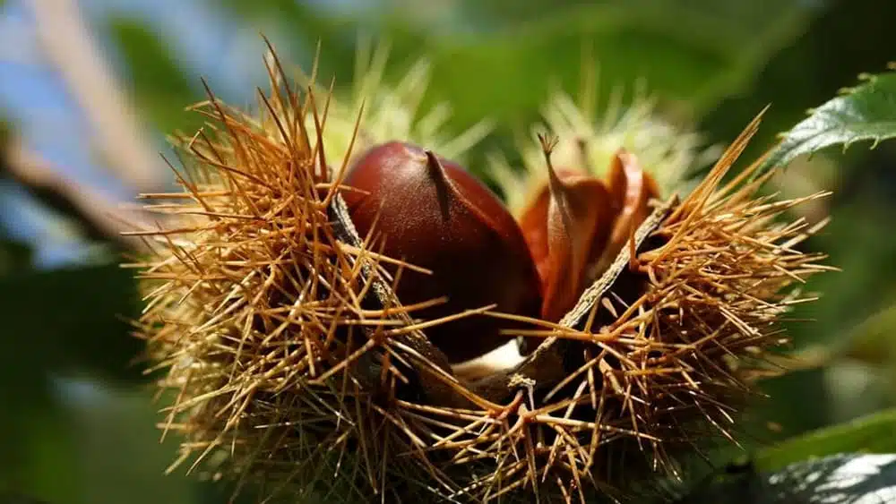 produzione castanicola rischio cinipide campania allarme coldiretti
