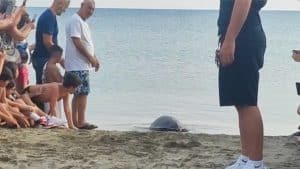 tartarughe caretta caretta casal velino libere mare