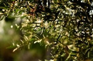 olivicoltura cilento partenariato GAL Distretto Rurale “Cilento Antico”