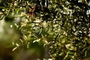 olivicoltura cilento partenariato GAL Distretto Rurale “Cilento Antico”