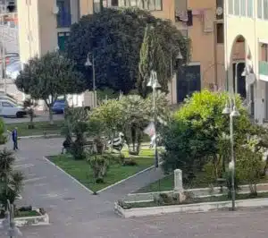 albero abitante salerno