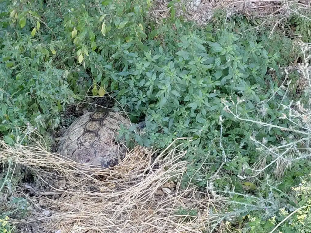 morte tartaruga Licina Agropoli