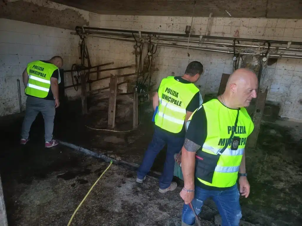 Capaccio Paestum: intervento della Polizia Locale svela smaltimento illecito di reflui e maltrattamento animale in azienda zootecnica