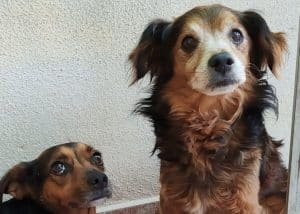 Adozione cani coppia