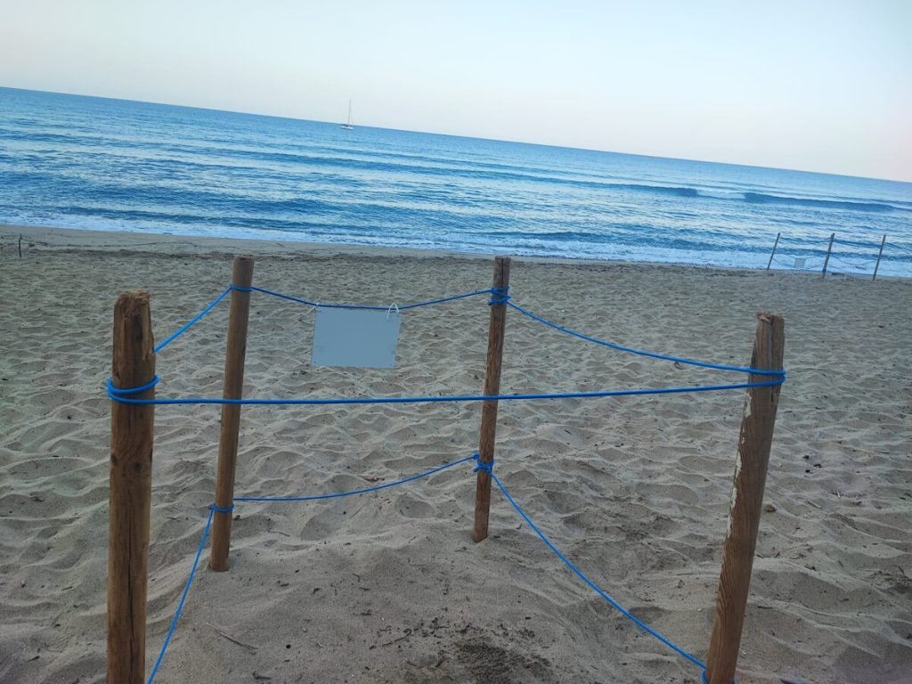 Montecorice, scoperto l’ottavo nido di tartaruga Caretta Caretta: la Baia Arena si conferma culla della biodiversità
