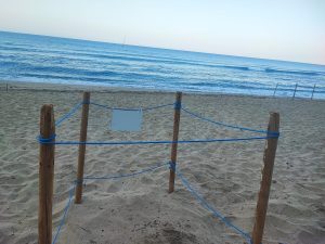 Montecorice, scoperto l’ottavo nido di tartaruga Caretta Caretta: la Baia Arena si conferma culla della biodiversità