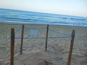 Montecorice, scoperto l’ottavo nido di tartaruga Caretta Caretta: la Baia Arena si conferma culla della biodiversità