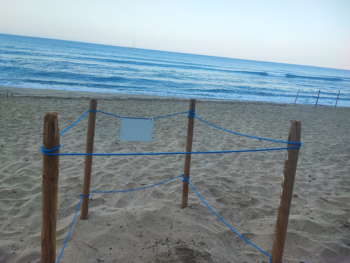 Montecorice, scoperto l’ottavo nido di tartaruga Caretta Caretta: la Baia Arena si conferma culla della biodiversità