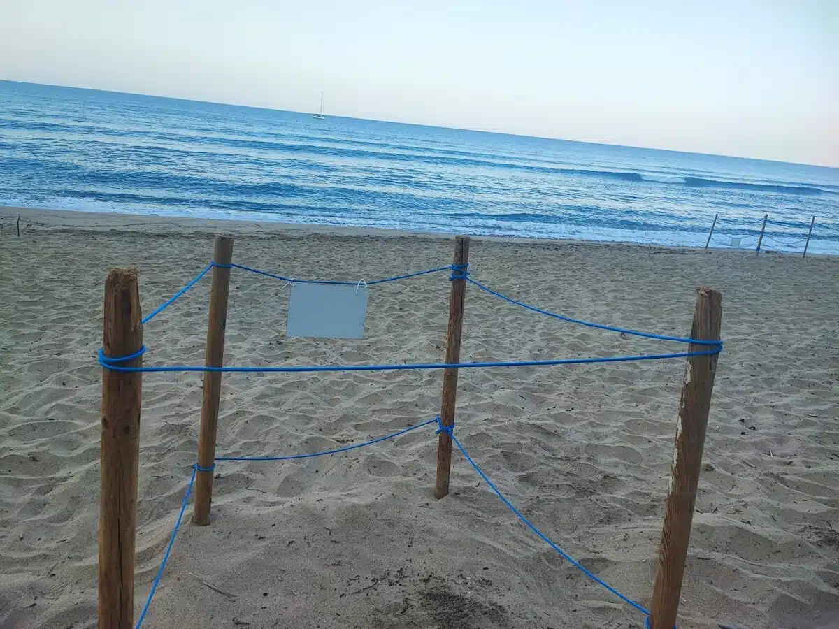 Montecorice, scoperto l’ottavo nido di tartaruga Caretta Caretta: la Baia Arena si conferma culla della biodiversità