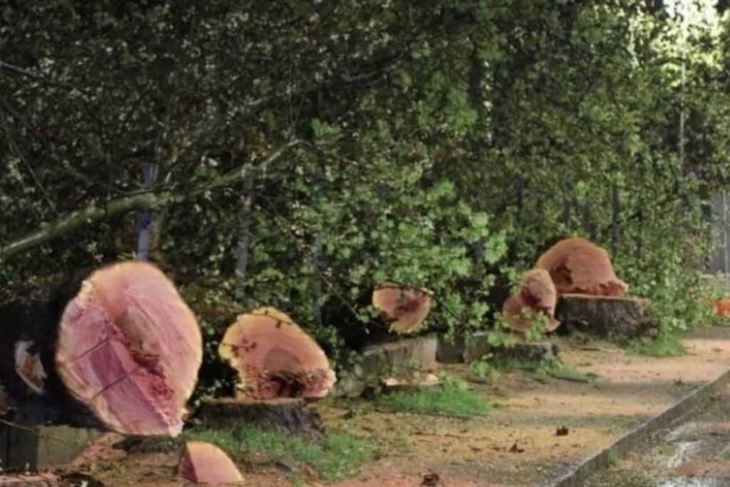 platani secolari abbattuti cava de tirreni protesta