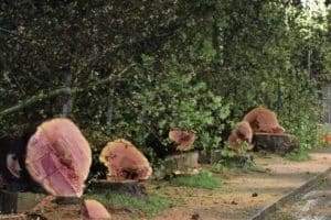 platani secolari abbattuti cava de tirreni protesta