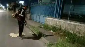 emergenza blatte scafati ispezioni sanzioni ordinanza disinfestazione