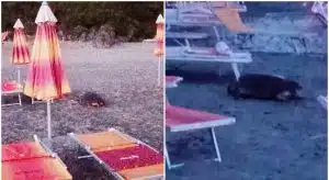 marina camerota tartarughe depongono uova