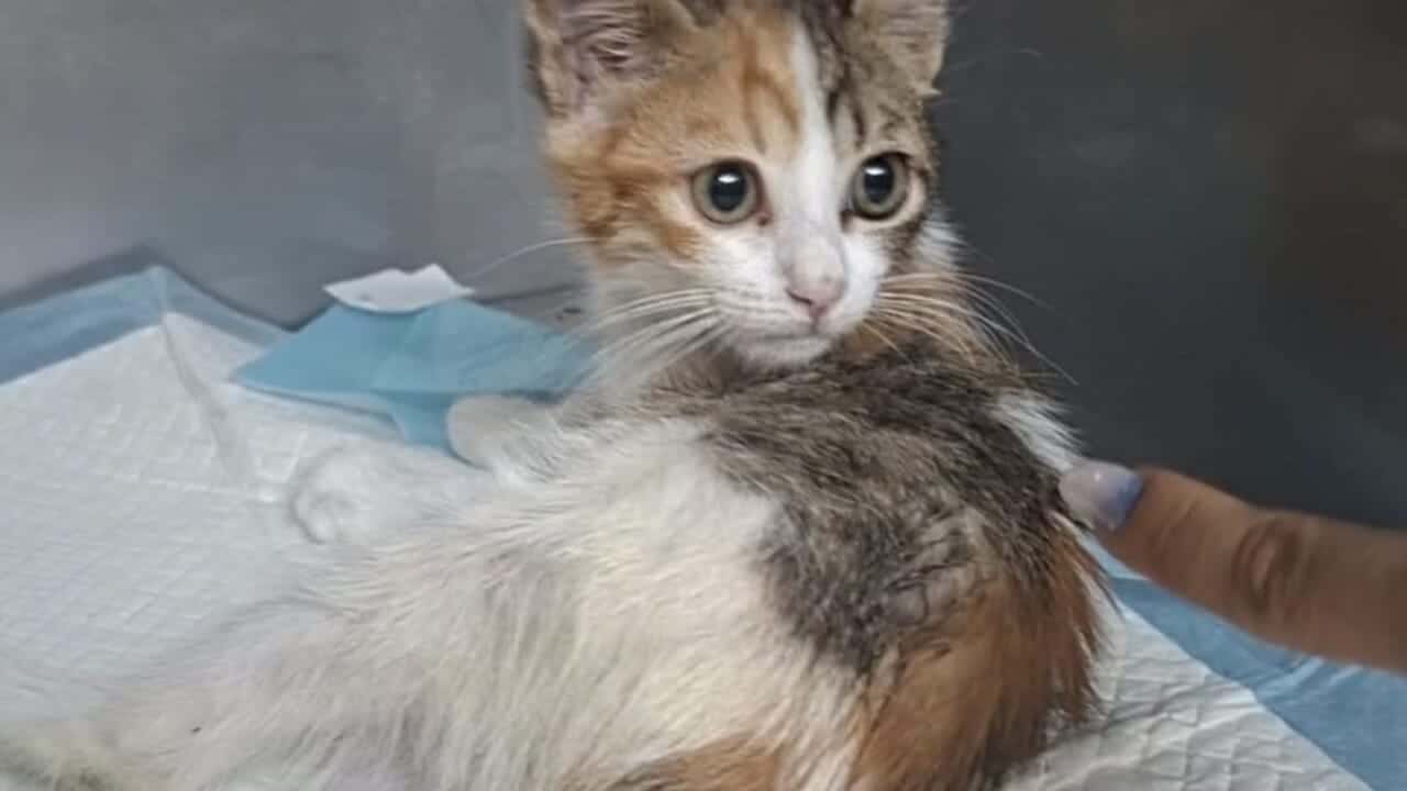 raccolta fondi Speranza salerno