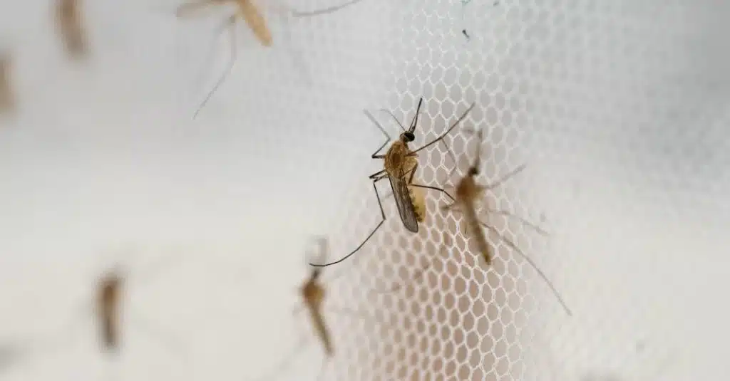 west nile casi sospetti campania caserta napoli salerno