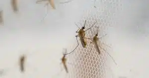 west nile casi sospetti campania caserta napoli salerno
