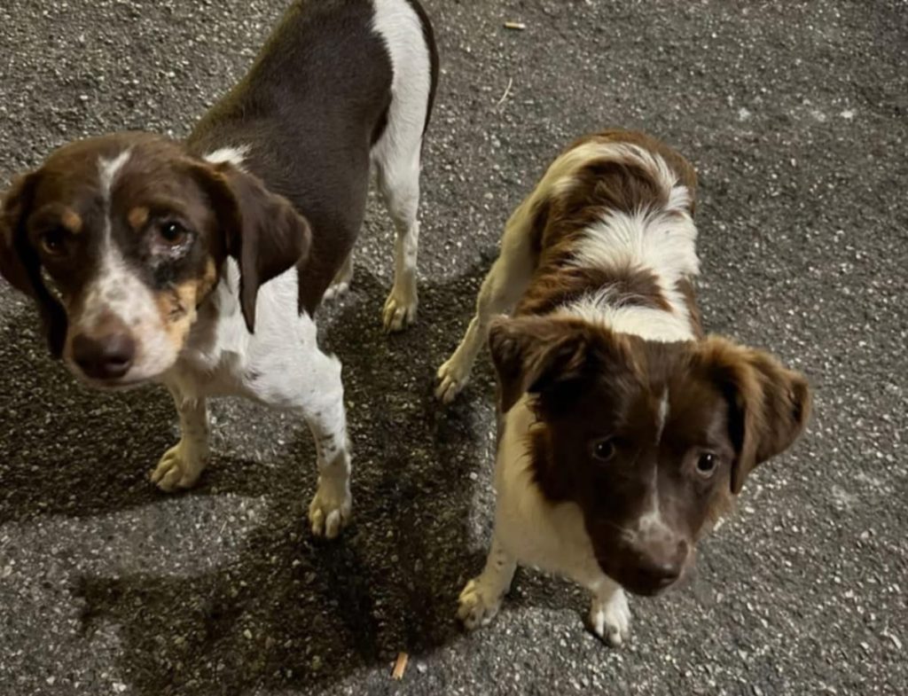 Sessa Cilento, trovate due cagnoline: volontari in azione, mistero sulle presunte responsabili