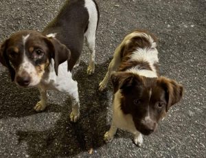 Sessa Cilento, trovate due cagnoline: volontari in azione, mistero sulle presunte responsabili