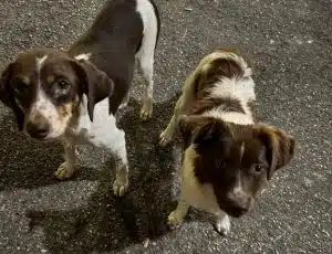 Sessa Cilento, trovate due cagnoline: volontari in azione, mistero sulle presunte responsabili