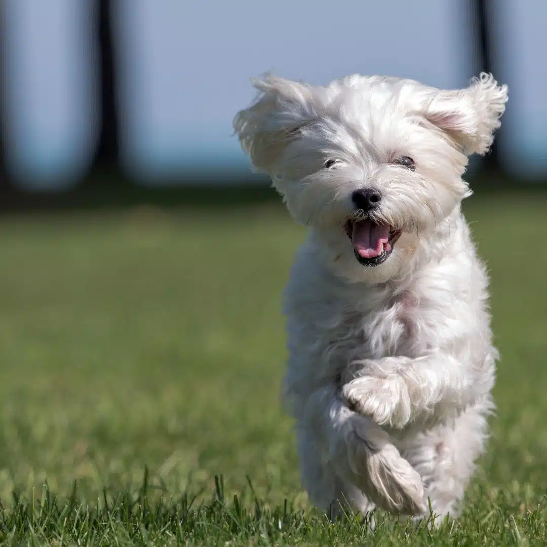 rapisce cane maltese tentata estorsione varcaturo arresto