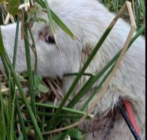 sicignano alburni cane colpito balestra raccolta fondi