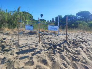 castellabate secondo nido caretta caretta ogliastro marina