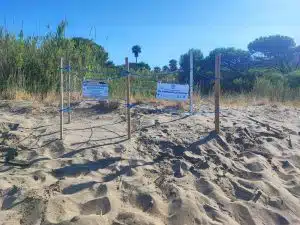castellabate secondo nido caretta caretta ogliastro marina