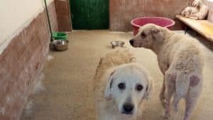 cani salvati guardie zoofile cilento
