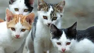 salerno raccolta firme garante diritti animali