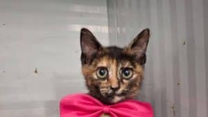 gattina chiusa gabbia canile nocera adozione urgente