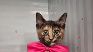 gattina chiusa gabbia canile nocera adozione urgente