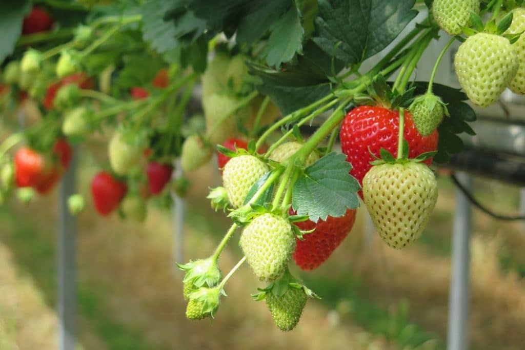 sicignano alburni fragole export