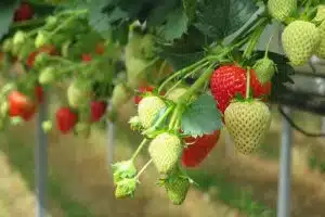 sicignano alburni fragole export