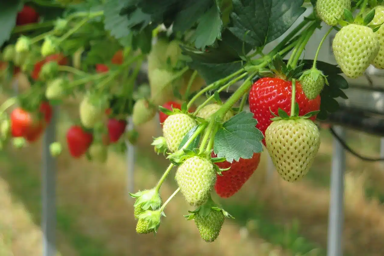 sicignano alburni fragole export