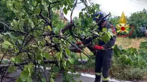 Maltempo Montesano Marcellana albero caduto