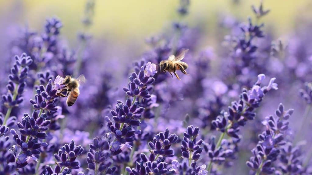 lavanda