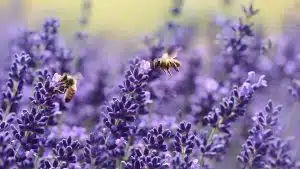 lavanda
