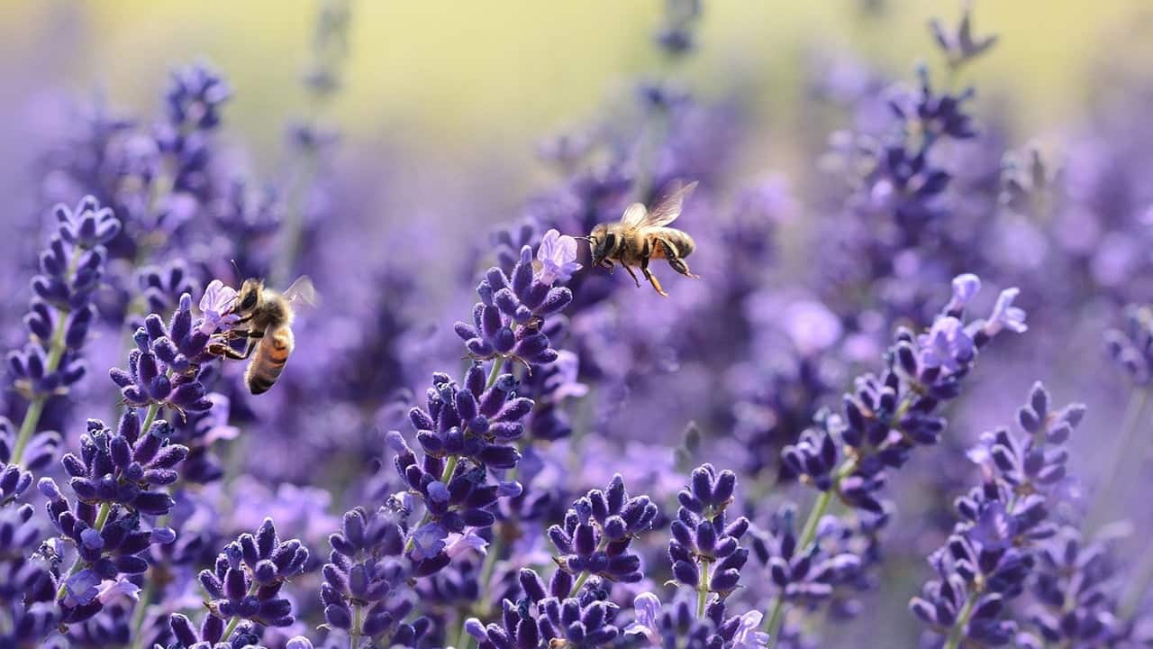 lavanda