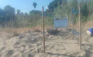 Castellabate nido tartaruga Caretta