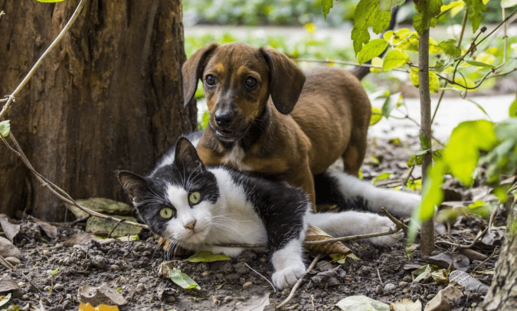 Salerno petizione Garante diritti animali