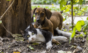 Salerno petizione Garante diritti animali