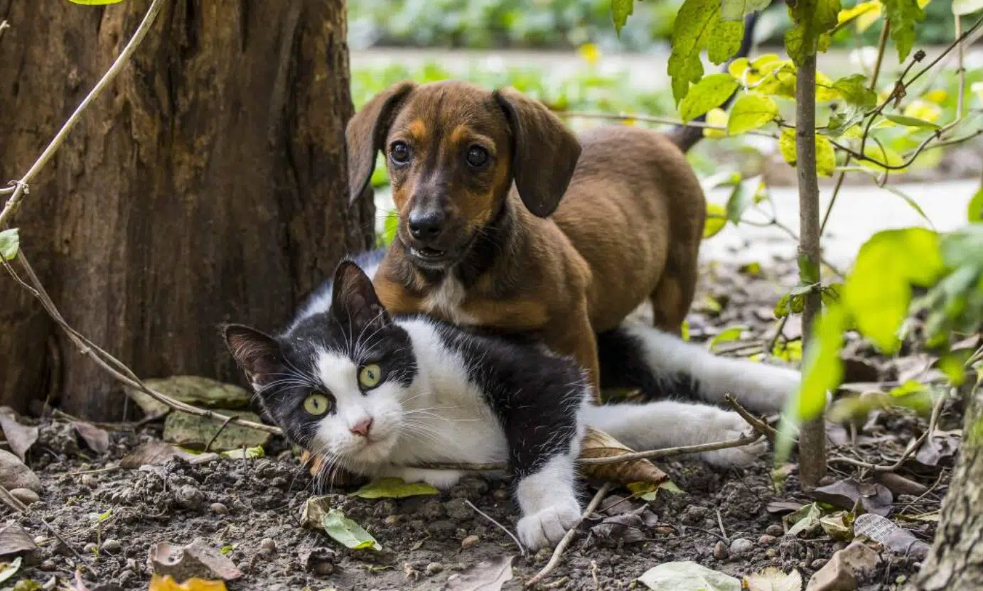 Salerno petizione Garante diritti animali