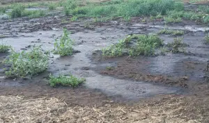 Capaccio Paestum sequestrato terreno