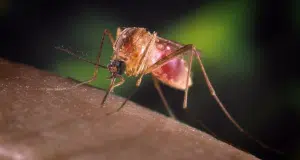 febbre nilo morto campania