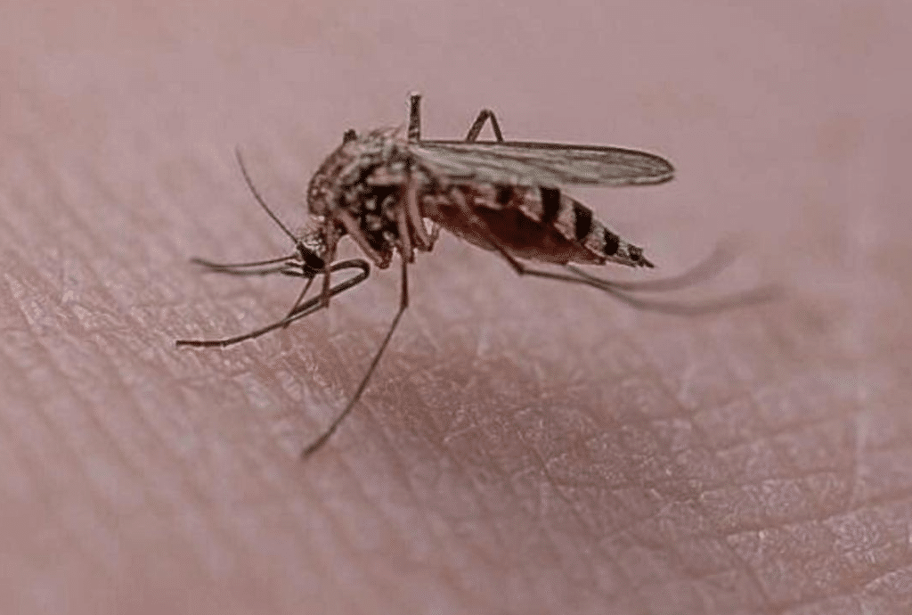 West Nile Salerno
