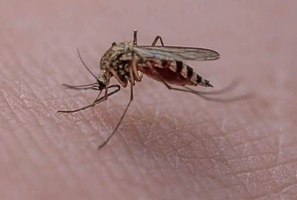 West Nile Salerno